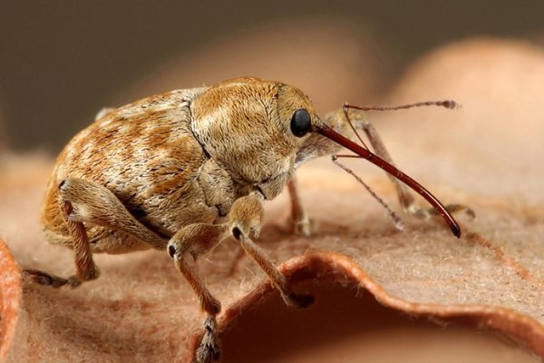 How easy it is to get rid of weevils in the kitchen