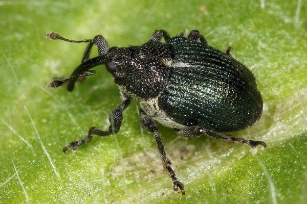 How easy it is to get rid of weevils in the kitchen