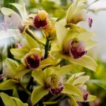 Как се възпроизвежда орхидея с дръжка
