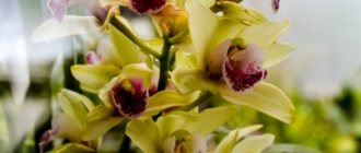 Cum se reproduce o orhidee cu un peduncul