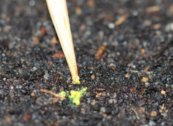How to sow seeds to get seedlings