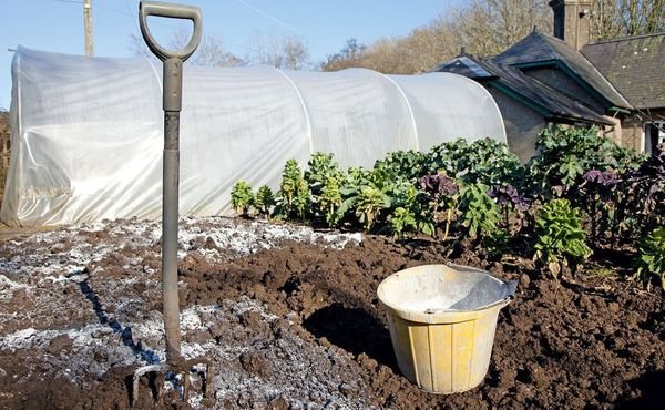 Cum să dezoxidați solul în toamnă, ce înseamnă să folosiți