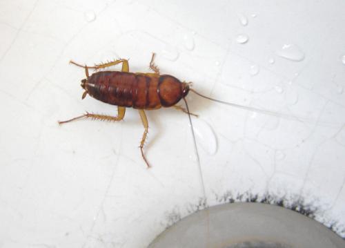 Как се разпространяват хлебарки. Причини за появата на хлебарки във вашия апартамент