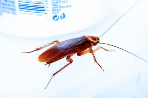 How cockroaches spread. Reasons for the appearance of cockroaches in your apartment