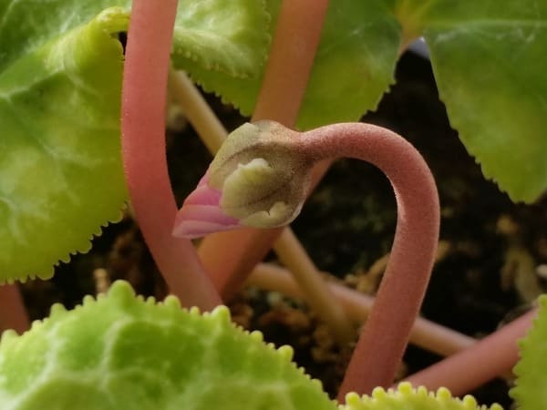 How the cyclamen flower blooms