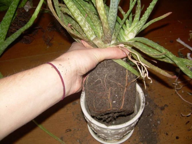 Как да засадите алое у дома - инструкции стъпка по стъпка за пресаждане и разделяне на растение