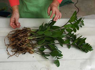 how-to-plant-zamioculcas-litrato