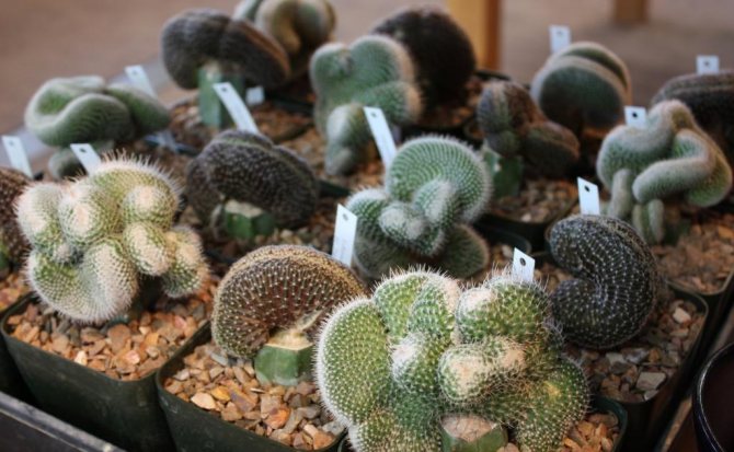 Jak zasadit kaktusy? Domácí metody chovu kaktusů