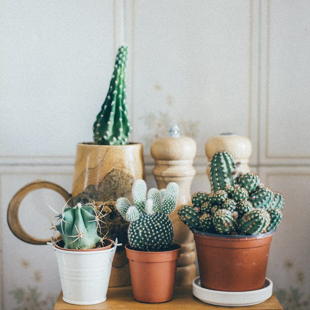 Jak zasadit kaktusy? Domácí metody chovu kaktusů