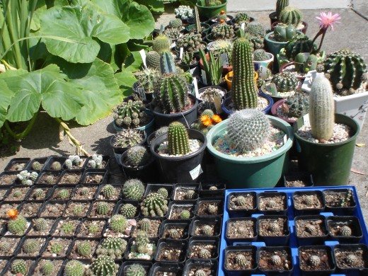 Как да засаждаме кактуси? Методи за домашно развъждане на кактуси