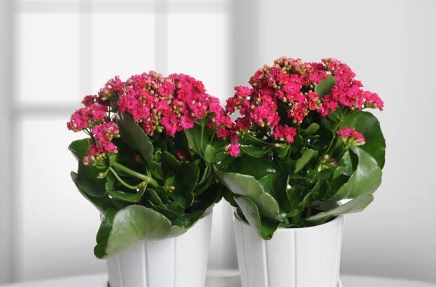 How to plant Kalanchoe at home