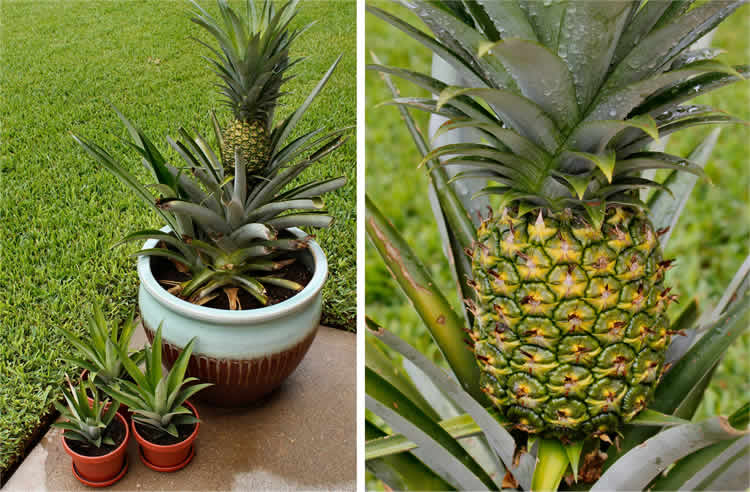 how pineapple grows in nature