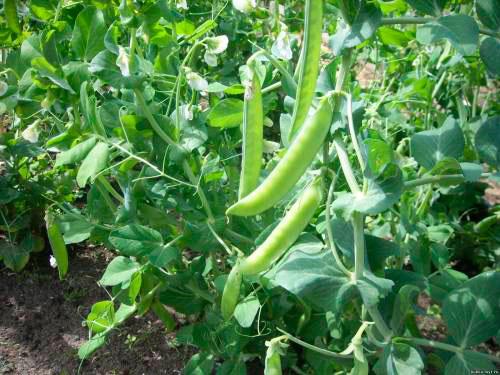 how peas grow