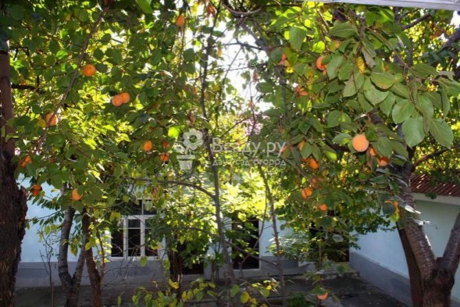 How does a persimmon tree grow in the garden?