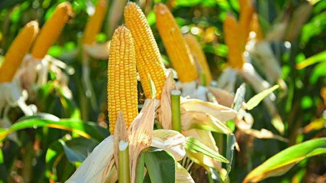 كيف تنمو الذرة: صور ومراحل الزراعة ، نصيحة من مزارعين ذوي خبرة