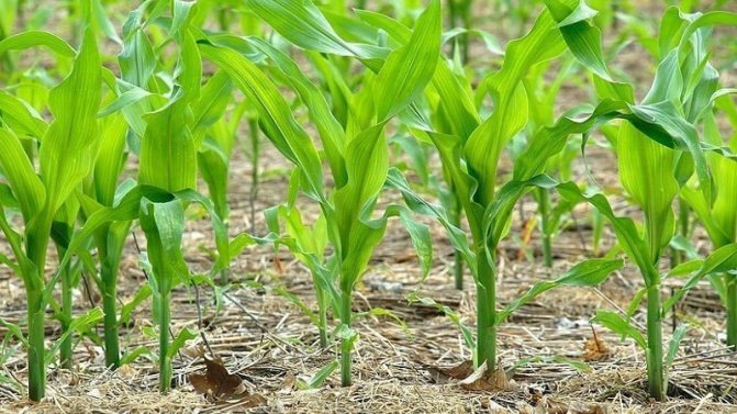كيف تنمو الذرة: صور ومراحل الزراعة ، نصيحة من مزارعين ذوي خبرة