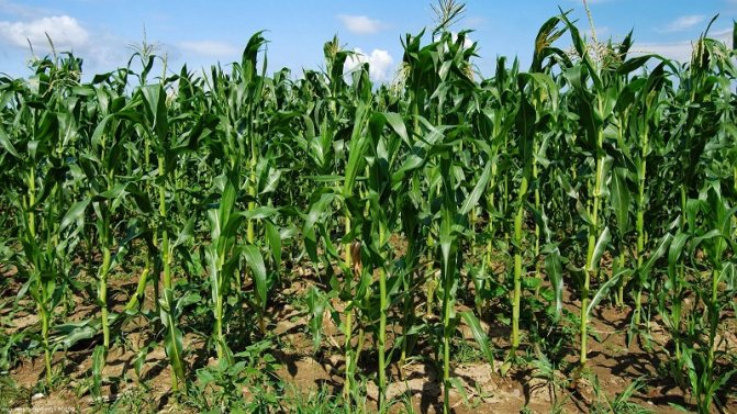 Как расте царевицата: снимки и етапи на отглеждане, съвети от опитни фермери