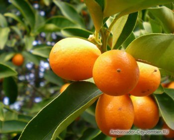 How does the kumquat grow?