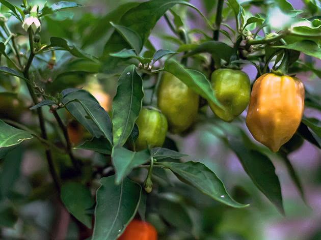 How does pepper grow on a bush