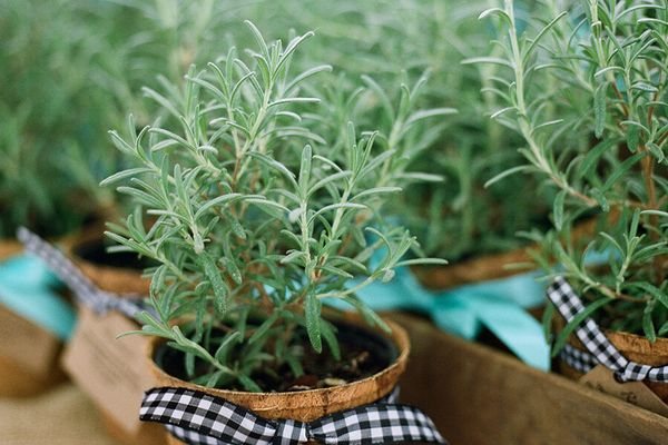 How rosemary grows