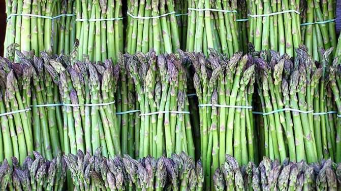 How Asparagus Grows: Outdoor Growing and Care for Beginners