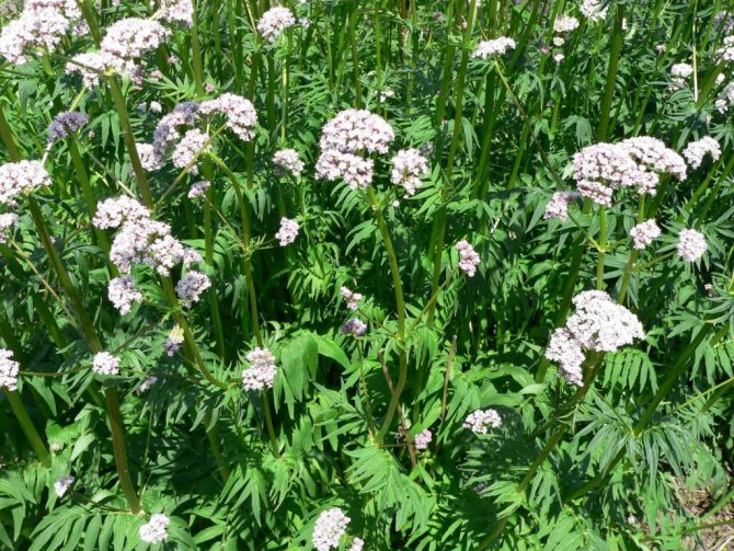 How Valerian officinalis grows