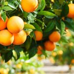 Как растат портокалите