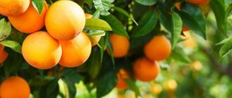 Wie Orangen wachsen