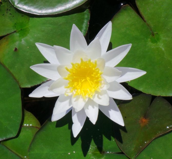 how water lilies grow in a pond