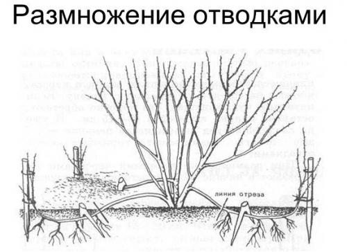 Hur man delar upp en vuxen kaprifolbuske. Reproduktion från en buske: 4 beprövade metoder