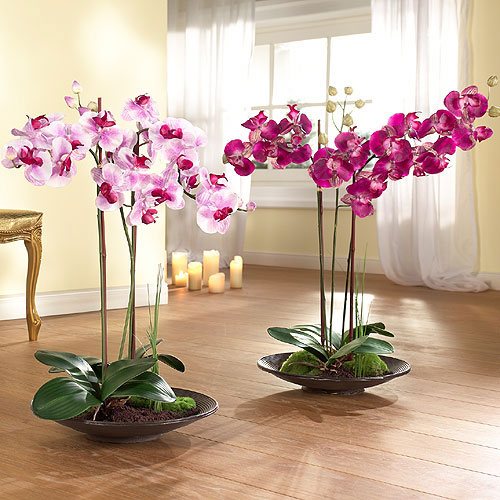 Как да поставите орхидея в интериора