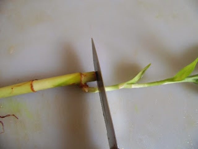 hur bambu reproducerar hemma