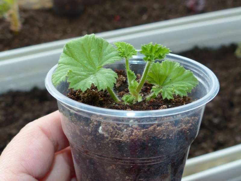 How geraniums multiply - planting in cups
