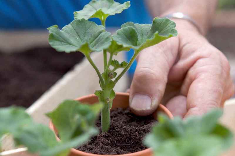 Hur pelargoner reproducerar - plantering