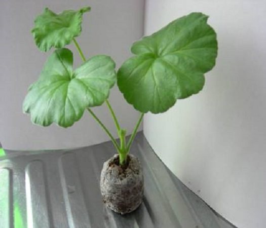 How geraniums multiply - germination in peat tablets