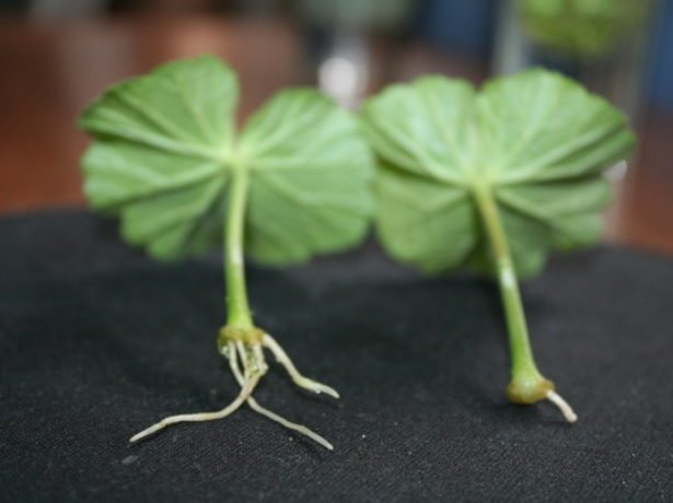 How geraniums reproduce - leaf rooting