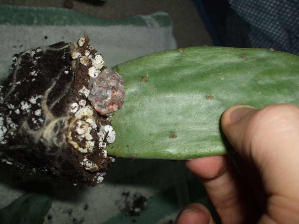 How prickly pear reproduces Photo of rooted cuttings