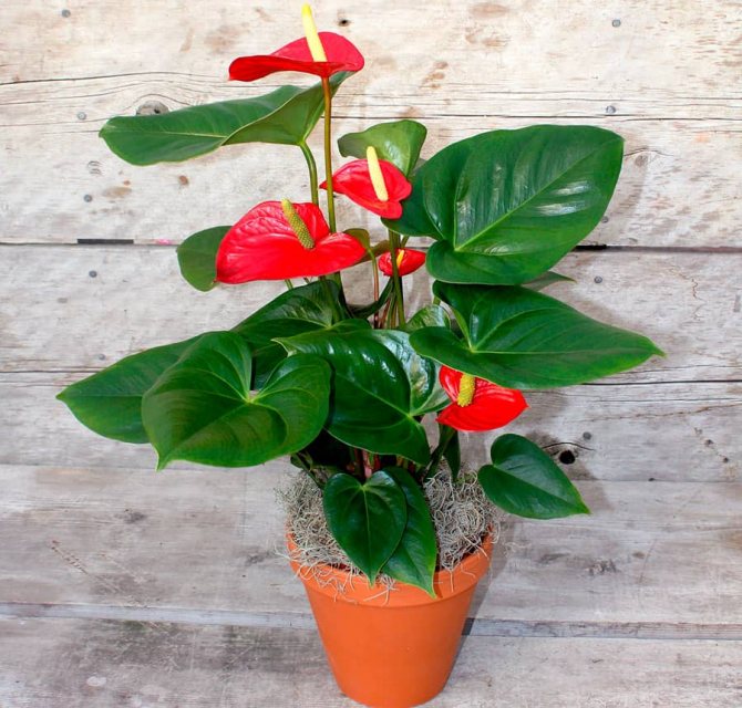 How to propagate anthurium at home