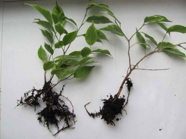 How to propagate ficus benjamin at home
