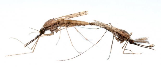 Hur myggor odlar, typ av parning