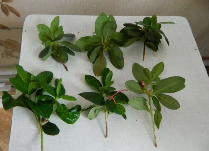 How to propagate azalea by cuttings at home - step by step instructions with a photo