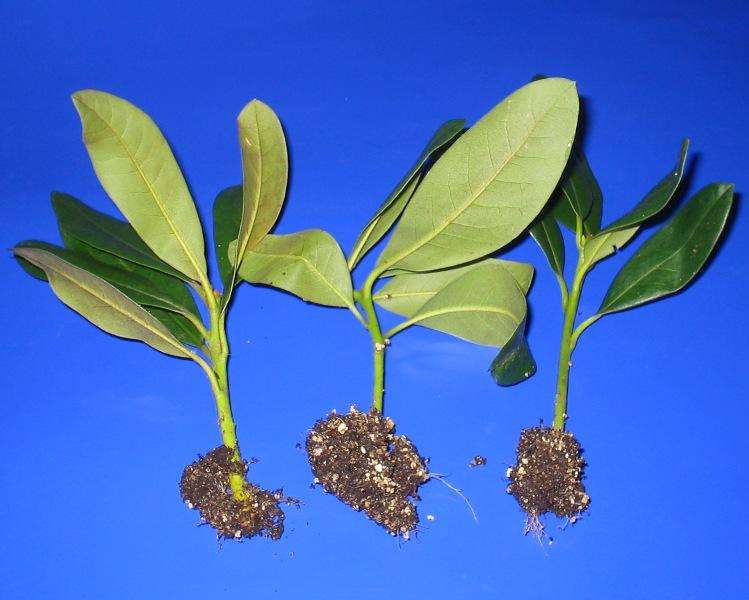Paano palaganapin ang azalea sa pamamagitan ng mga pinagputulan sa bahay - sunud-sunod na mga tagubilin sa isang larawan