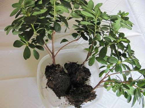 How to propagate an azalea by dividing a bush photo