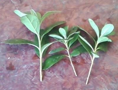 How to propagate an azalea at home
