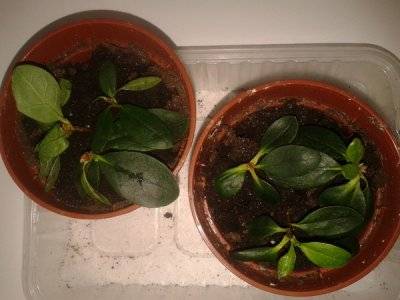 How to propagate an azalea at home