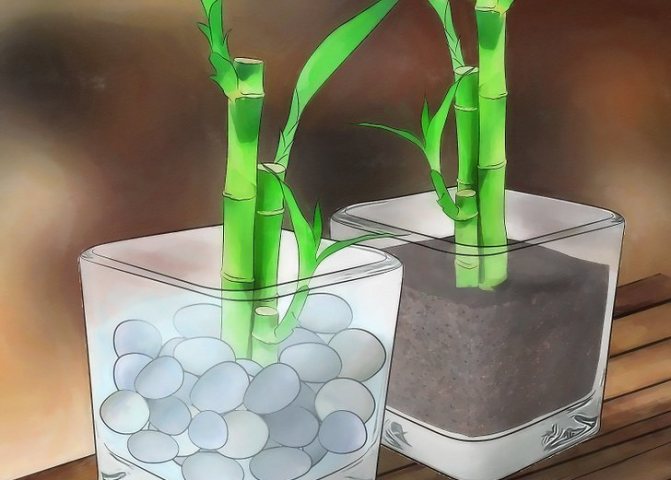 как да се размножава бамбук чрез резници