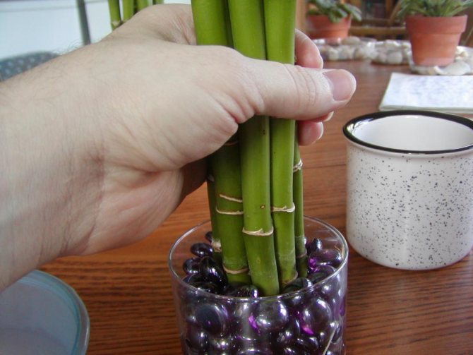 how to propagate bamboo photo