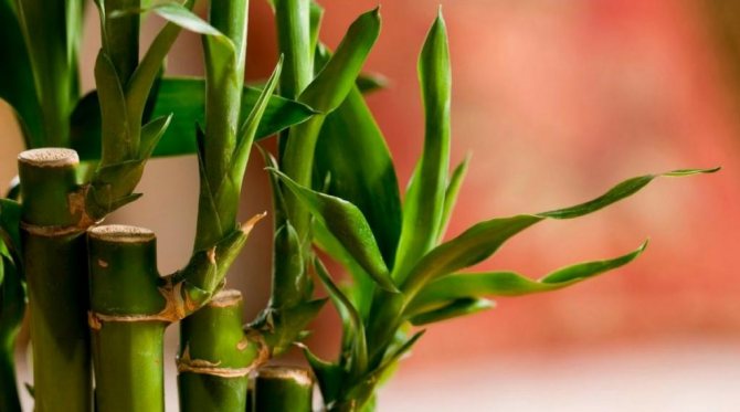 how to propagate bamboo at home photo