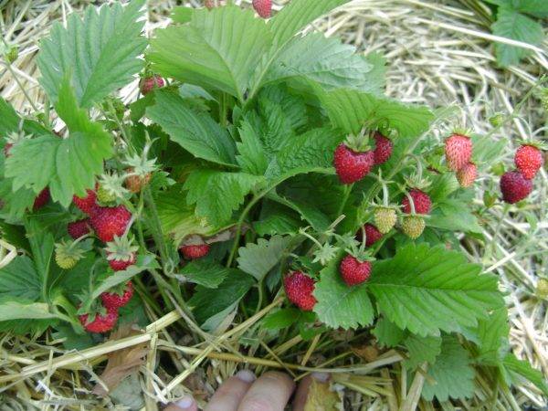 How to propagate mustardless strawberries
