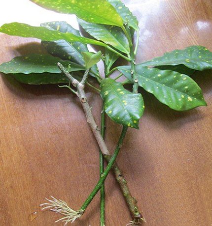 How to propagate a codiaum flower